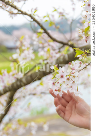 女人的手輕輕地摸著櫻花。 女人的手輕輕地摸著櫻花。 126401990