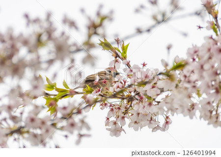 一隻麻雀在檜木內川河岸的櫻花樹枝上休息。日本秋田 一隻麻雀在檜木內川河岸的櫻花樹枝上休息。日本秋田 126401994