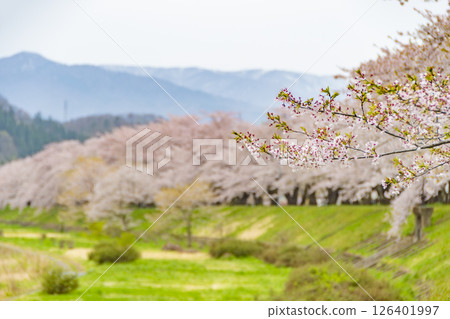 在檜木內川的河岸兩旁，櫻花樹成蔭。日本秋田 126401997