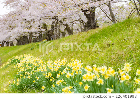 檜木內川河畔的櫻花和水仙花。日本秋田 126401998