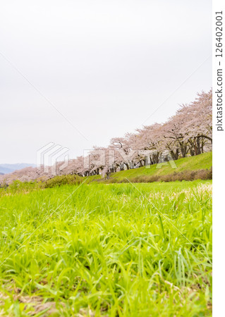 Cherry blossom trees along the banks of the Hinokinai River. Akita, Japan Cherry blossom trees along the banks of the Hinokinai River. Akita, Japan 126402001