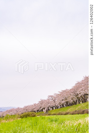 在檜木內川的河岸兩旁,櫻花樹成蔭。日本秋田 在檜木內川的河岸兩旁,櫻花樹成蔭。日本秋田 126402002