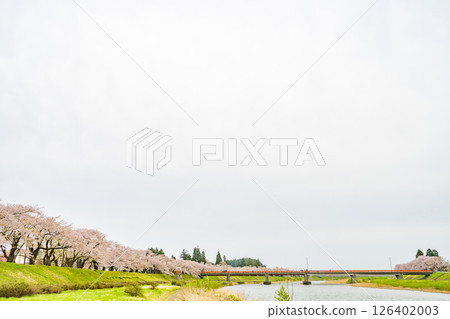 在檜木內川的河岸兩旁,櫻花樹成蔭。日本秋田 在檜木內川的河岸兩旁,櫻花樹成蔭。日本秋田 126402003