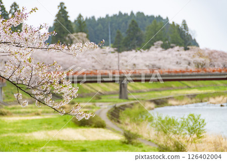 Cherry blossom trees along the banks of the Hinokinai River. Akita, Japan Cherry blossom trees along the banks of the Hinokinai River. Akita, Japan 126402004