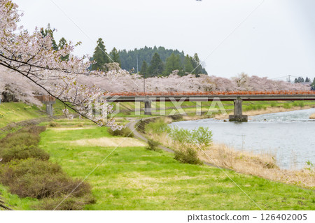 Cherry blossom trees along the banks of the Hinokinai River. Akita, Japan Cherry blossom trees along the banks of the Hinokinai River. Akita, Japan 126402005