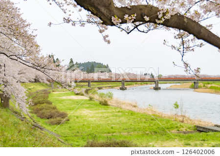 在檜木內川的河岸兩旁，櫻花樹成蔭。日本秋田 126402006