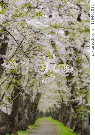 檜木內川沿岸的櫻花隧道。日本秋田 檜木內川沿岸的櫻花隧道。日本秋田 126402013