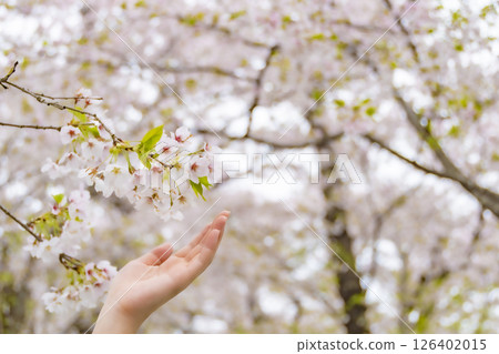 A woman's hand gently touching a cherry blossom. 126402015