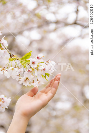 A woman's hand gently touching a cherry blossom. 126402016