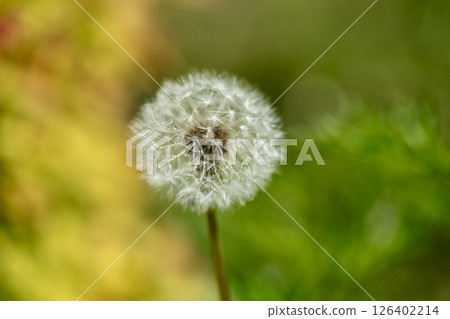 蓬鬆的蒲公英絨毛 蓬鬆的蒲公英絨毛 126402214
