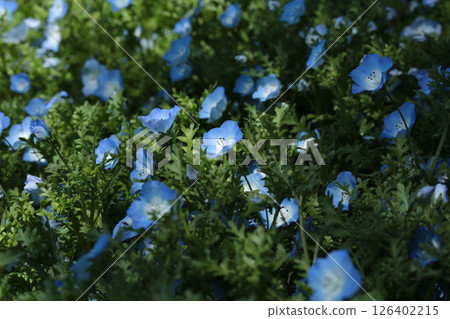 藍色的花 126402215