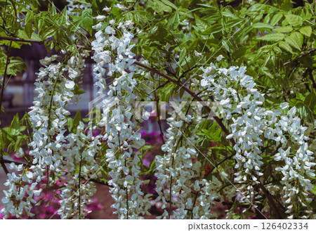 Wisteria trellis in Honehata, Wisteria flowers 2-10 126402334