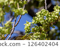 Green-colored Sakura Gyoiko 1 126402404