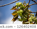 Green Sakura Gyoiko 5 126402408