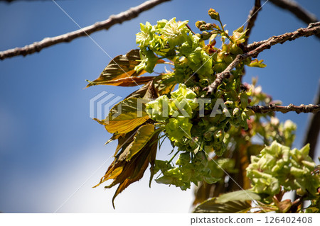 綠櫻行子 5 126402408