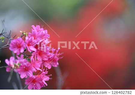 Blooming passion flower Blooming passion flower 126402782