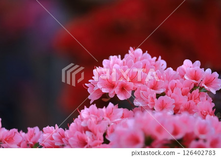 Blooming passion flower 126402783