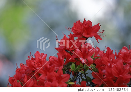 Blooming passion flower Blooming passion flower 126402784