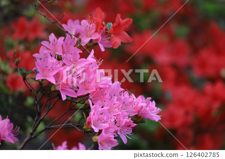 盛開的激情花 盛開的激情花 126402785