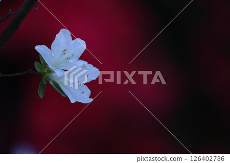 盛開的激情花 126402786