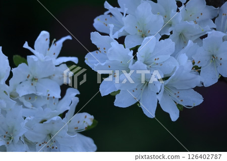 盛開的激情花 126402787
