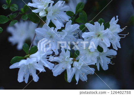 盛開的激情花 126402788