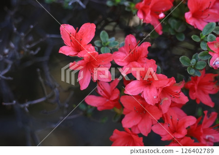 盛開的激情花 126402789