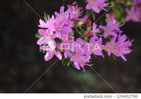 盛開的激情花 126402790