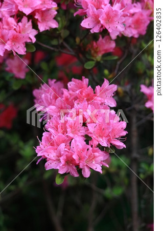 盛開的激情花 盛開的激情花 126402835