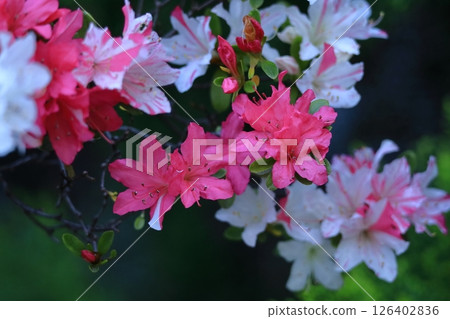盛開的激情花 126402836