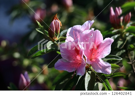 Blooming passion flower 126402841