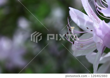 盛開的激情花 126402860