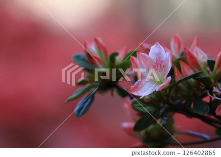 盛開的激情花 126402865