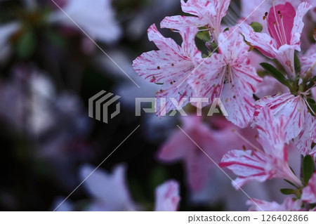 盛開的激情花 126402866