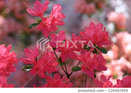 Blooming passion flower 126402909