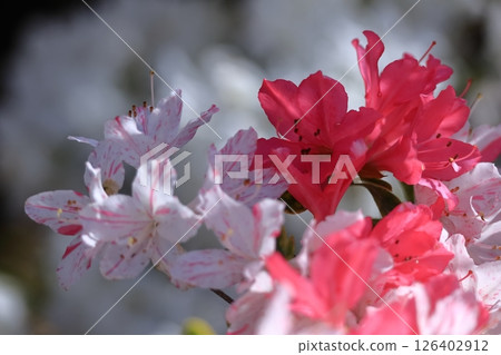 盛開的激情花 126402912