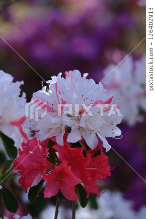 Blooming passion flower 126402913