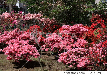 Blooming passion flower Blooming passion flower 126402916