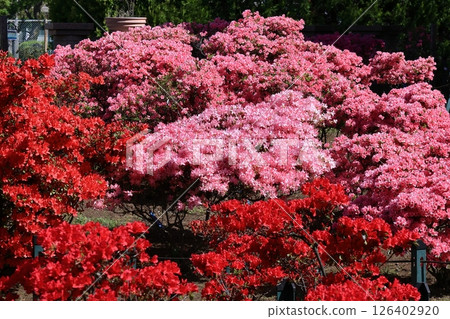 盛開的激情花 126402920