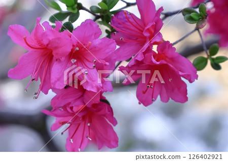 Blooming passion flower 126402921