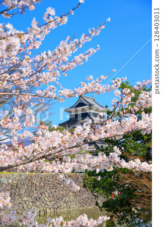<Nagano Prefecture> National treasure Matsumoto Castle and cherry blossoms in full bloom in spring 126403011