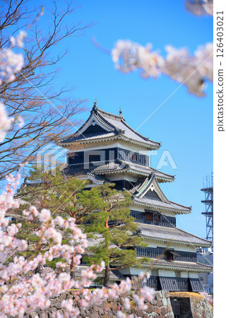 <Nagano Prefecture> National treasure Matsumoto Castle and cherry blossoms in full bloom in spring <Nagano Prefecture> National treasure Matsumoto Castle and cherry blossoms in full bloom in spring 126403021
