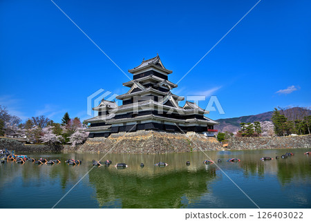 Spring in Matsumoto Castle, a national treasure in Nagano Prefecture 126403022