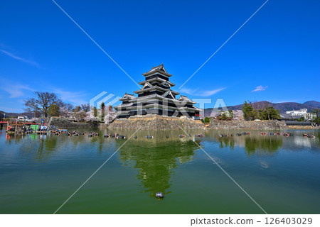 Spring in Matsumoto Castle, a national treasure in Nagano Prefecture Spring in Matsumoto Castle, a national treasure in Nagano Prefecture 126403029