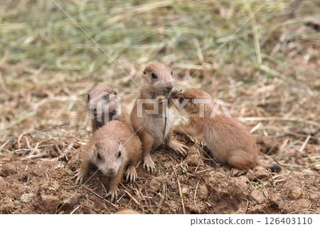 Four baby prairie dogs playing together Four baby prairie dogs playing together 126403110