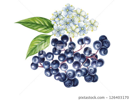 Elder berry, Botanical watercolor elderberry with lush black berries, white flowers green leaves hand drawn illustration 126403170