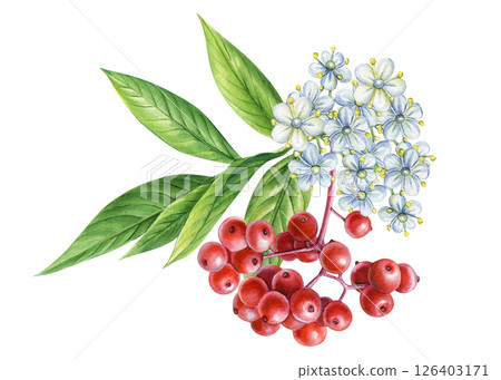 Watercolor illustration of red elderberry with white flowers and green leaves, hand drawn botanical medicinal berry 126403171