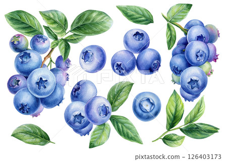 Fresh ripe blueberries green leaves, hand painted botanical berries. Watercolor set isolated on white background design 126403173