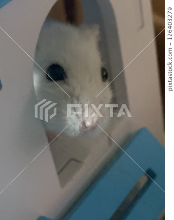 Scared Hamster Scared Hamster 126403279