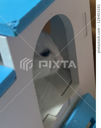 害怕的倉鼠 害怕的倉鼠 126403281